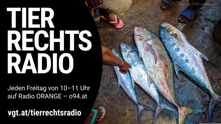 Sendungsbild für: Welt Thunfischtag